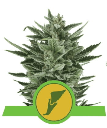 Quick One Auto (Royal Queen Seeds)