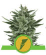 Quick One Auto (Royal Queen Seeds)