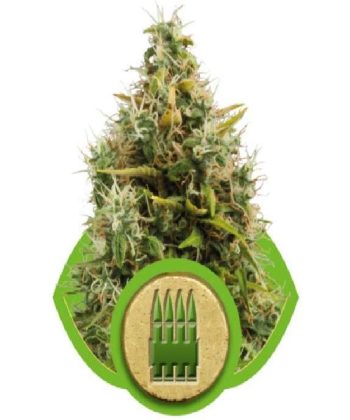 Royal AK Auto (Royal Queen Seeds)