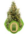 Royal AK Auto (Royal Queen Seeds)