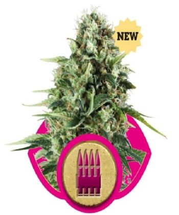 Royal AK (Royal Queen Seeds)