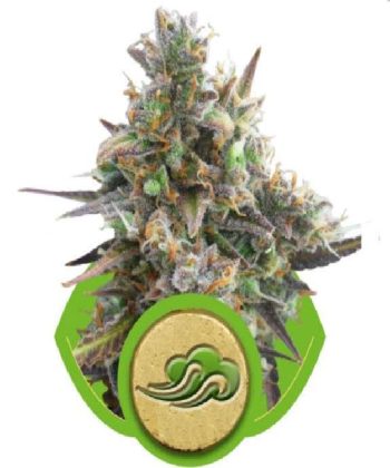 Royal Bluematic (Royal Queen Seeds)