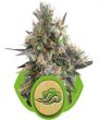 Royal Bluematic (Royal Queen Seeds)