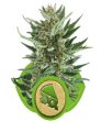 Royal Cheese Auto (Royal Queen Seeds)