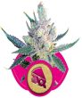 Royal Cheese Fast Version (Royal Queen Seeds)