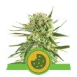 Royal Cookies Automatic (Royal Queen Seeds)