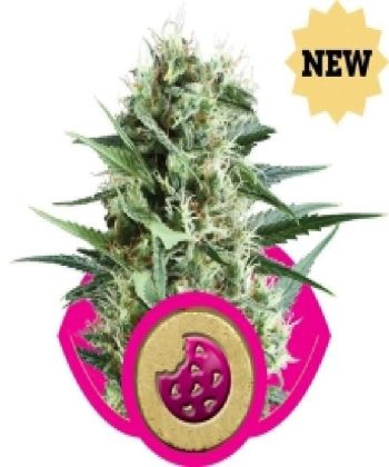 Royal Cookies (Royal Queen Seeds)
