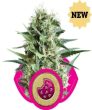 Royal Cookies (Royal Queen Seeds)