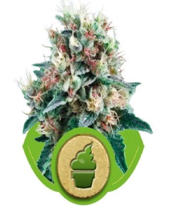Royal Creamatic (Royal Queen Seeds)