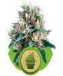 Royal Creamatic (Royal Queen Seeds)