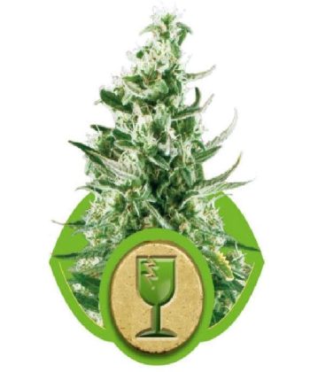 Royal Critical Auto (Royal Queen Seeds)