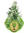 Royal Critical Auto (Royal Queen Seeds)
