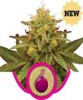 Royal Domina (Royal Queen Seeds)