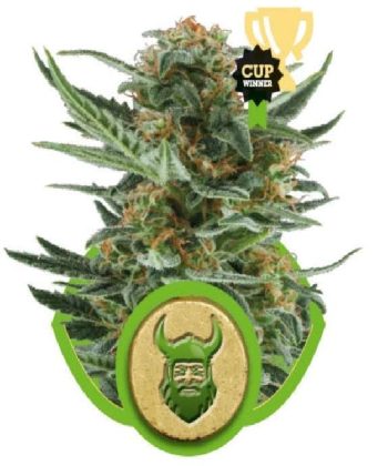 Royal Dwarf (Royal Queen Seeds)