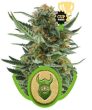 Royal Dwarf (Royal Queen Seeds)