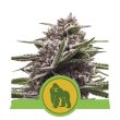 Royal Gorilla Automatic (Royal Queen Seeds)