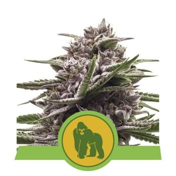 Royal Gorilla Automatic (Royal Queen Seeds)