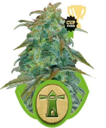 Royal Haze (Royal Queen Seeds)