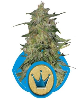 Royal Highness CBD (Royal Queen Seeds)