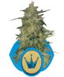 Royal Highness CBD (Royal Queen Seeds)