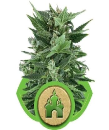 Royal Kush Automatic (Royal Queen Seeds)