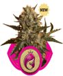 Mother Gorilla (Formerly Royal Madre) (Royal Queen Seeds)