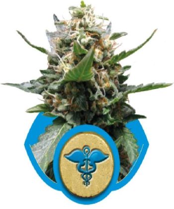 Royal Medic (Royal Queen Seeds)