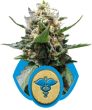 Royal Medic (Royal Queen Seeds)