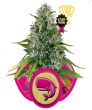 Royal Moby (Royal Queen Seeds)