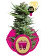 Shining Silver Haze (Royal Queen Seeds)