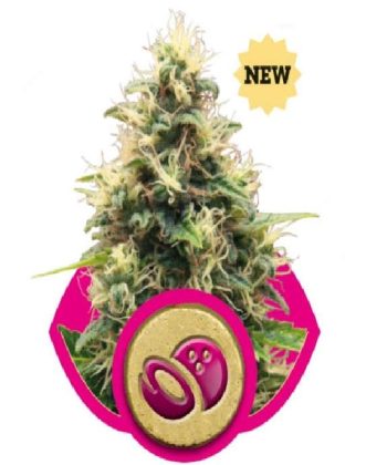 Somango XL (Royal Queen Seeds)