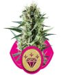 Special Kush No.1 (Royal Queen Seeds)
