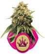 Special Queen No.1 (Royal Queen Seeds)