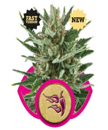 Speedy Chile Fast Version (Royal Queen Seeds)
