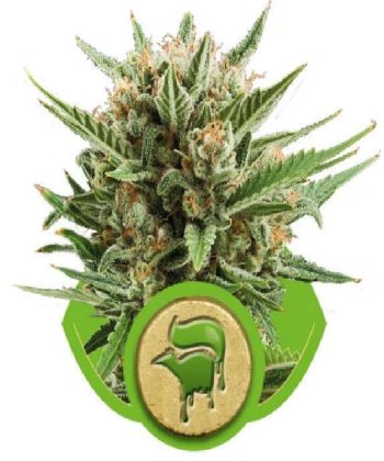 Sweet Skunk Auto (Royal Queen Seeds)