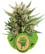 Sweet Skunk Auto (Royal Queen Seeds)