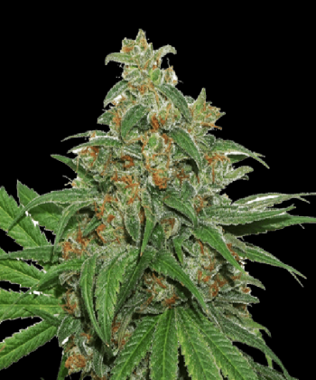 AK420 (SeedStockers Seeds)