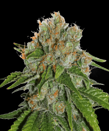 Amnesia (SeedStockers Seeds)
