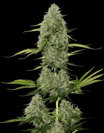 BCN Critical XXL Auto (SeedStockers Seeds)