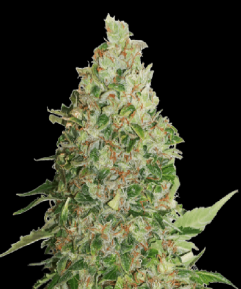 BCN Critical XXL (SeedStockers Seeds)
