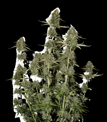 BCN Power Plant Auto (SeedStockers Seeds)