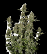 BCN Power Plant Auto (SeedStockers Seeds)