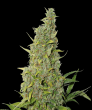 BCN Power Plant (SeedStockers Seeds)