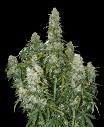 Big Bud Auto (SeedStockers Seeds)