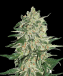 Big Bud (SeedStockers Seeds)