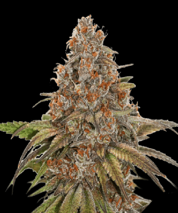 Superior Blackberry Gum Auto (SeedStockers)
