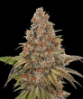 Superior Blackberry Gum (SeedStockers Seeds)
