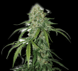 CBD 1:1 Silver Lime Haze Auto (SeedStockers Seeds)