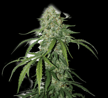 CBD 1:1 Silver Lime Haze Auto (SeedStockers Seeds)