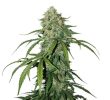 CBD 1:1 Silver Lime Haze (SeedStockers Seeds)